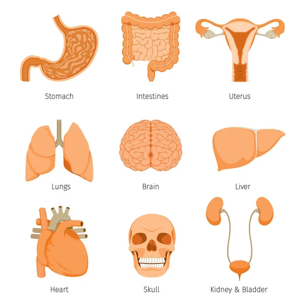 人間の内臓のオブジェクトのアイコンを設定 — ストックベクタ