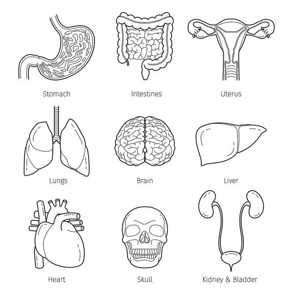 Menselijke interne organen overzicht objecten Icons Set — Stockvector