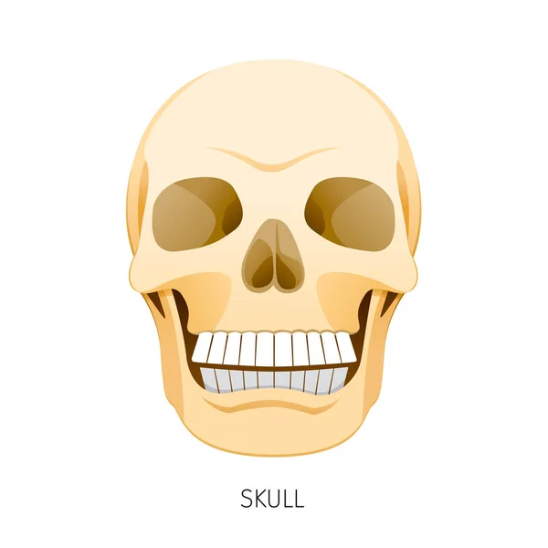 Skalle, människans inre organ Organ Diagram — Stock vektor