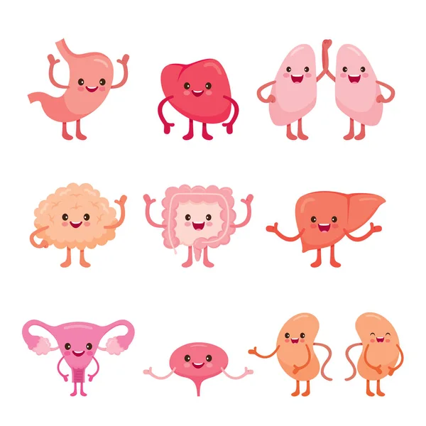 Human Internal Organs, Cartoon Characters Set — Stock Illustration Human Internal Organs, Cartoon Characters Set Royalty Free Stock Illustrations