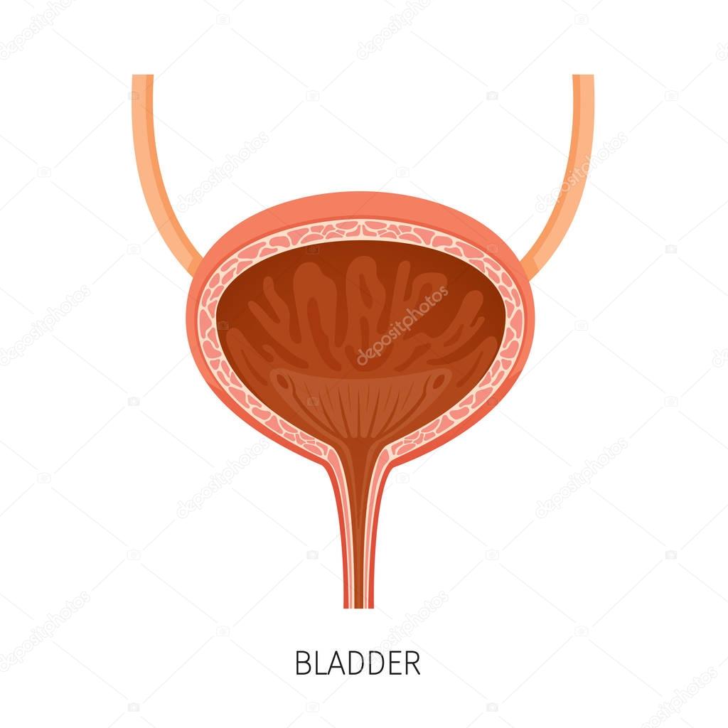 Cross Section Of Bladder, Human Internal Organ Diagram