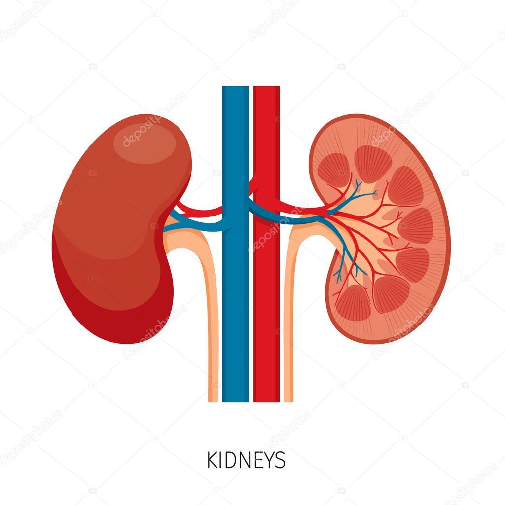 Cross Section Of Kidneys, Human Internal Organ Diagram