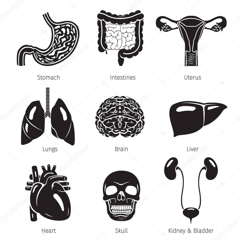 Human Internal Organs Objects Icons Set, Monochrome