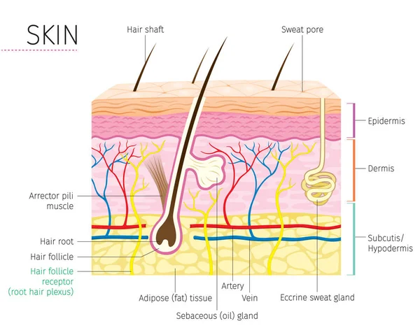 Anatomia Humana, Diagrama de Pele e Cabelo — Vetor de Stock