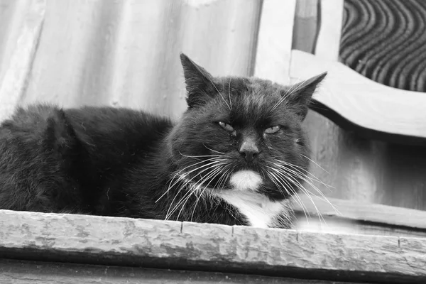 Büyük siyah kedi düz gözleri görünüyor