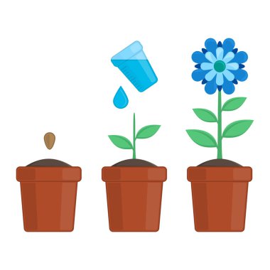 Bitki yetiştirme aşamaları.