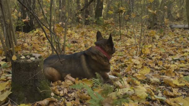Perro en el bosque de otoño. — Vídeo de stock