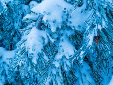 Sedir kış kar ve buz ile.