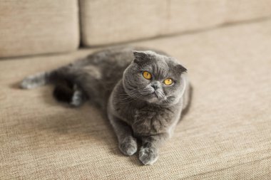 Güzel kedi kanepede yalan