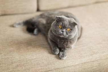 Güzel kedi kanepede yalan