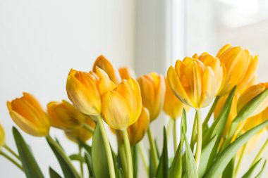 Bir buket penceresinde Sarı laleler