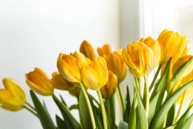 Bir buket penceresinde Sarı laleler