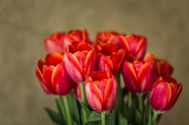 Vazoda bir buket kırmızı lale