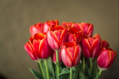 Vazoda bir buket kırmızı lale