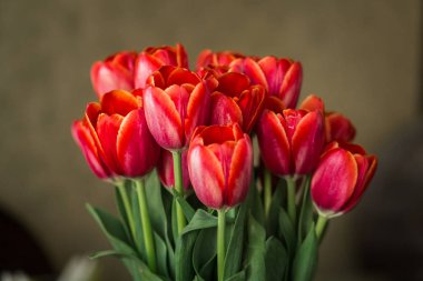 Vazoda bir buket kırmızı lale