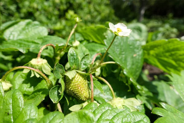 绿色未成熟的草莓 — 图库照片