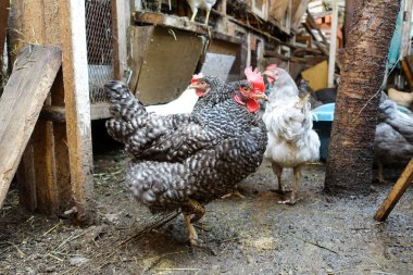 Ahırda tavuklar