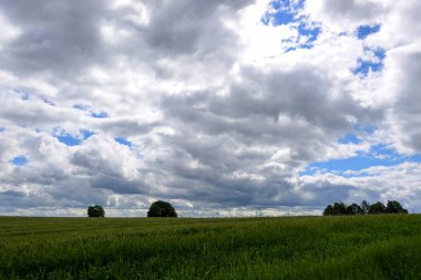 Alan olgun buğday değil