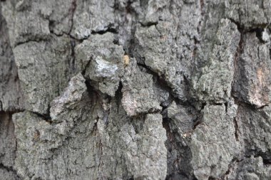 ağaç gövdesi, ahşap doku Close-up