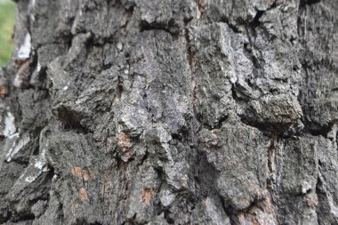 ağaç gövdesi, ahşap doku Close-up