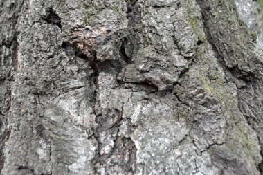 ağaç gövdesi, ahşap doku Close-up
