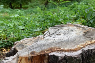ağaç gövdesi, ahşap doku Close-up