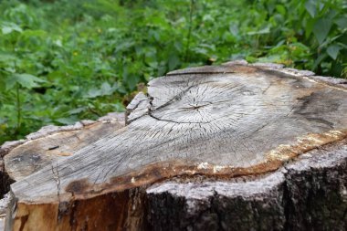 ağaç gövdesi, ahşap doku Close-up