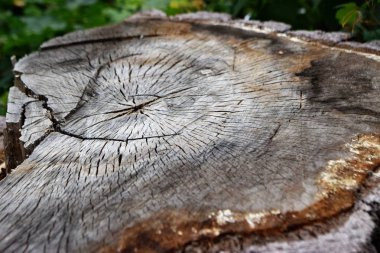 ağaç gövdesi, ahşap doku Close-up