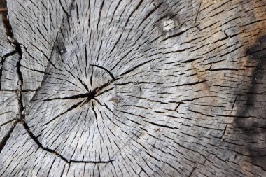 ağaç gövdesi, ahşap doku Close-up