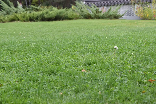 公園の緑の草が茂った芝生のビュー — ストック写真