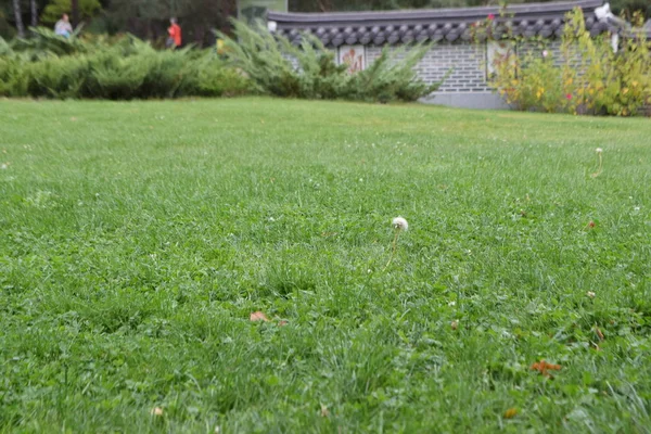 公園の緑の草が茂った芝生のビュー — ストック写真