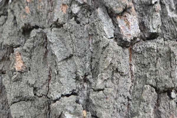 ağaç gövdesi, ahşap doku Close-up