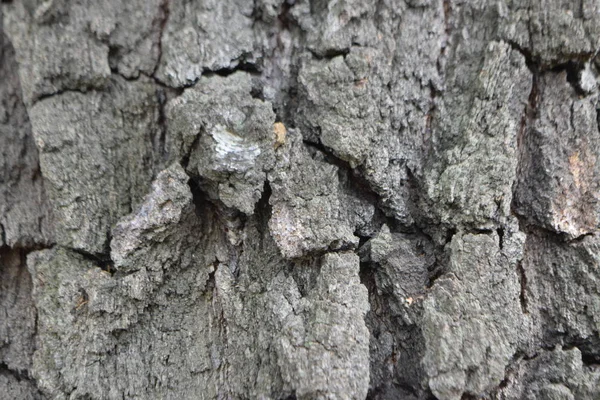 木の幹 木のテクスチャのクローズ アップ — ストック写真