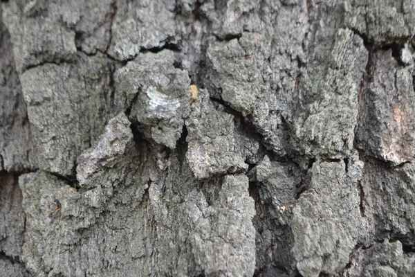 Primer Plano Del Tronco Del Árbol Textura Madera — Foto de Stock