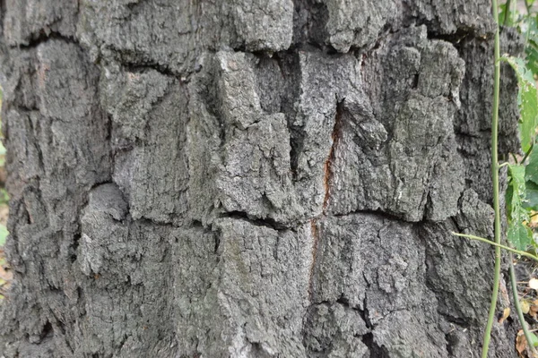 Primer Plano Del Tronco Del Árbol Textura Madera — Foto de Stock