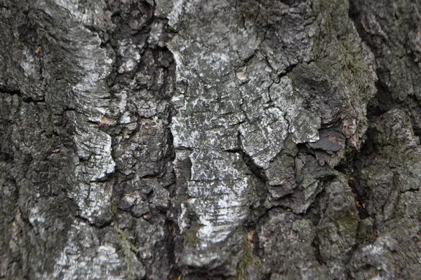 Close Tree Trunk Wooden Texture — Stock Photo, Image