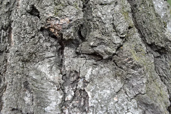 ağaç gövdesi, ahşap doku Close-up
