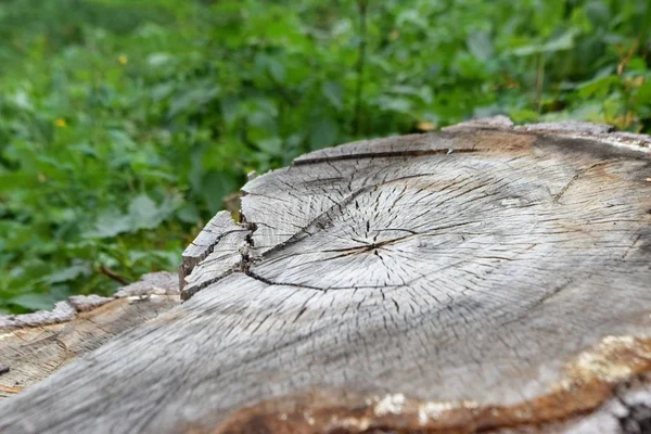 Közeli Kép Törzse Fából Készült Szerkezet — Stock Fotó