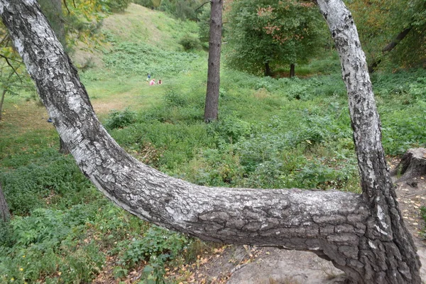 Крупный План Ствола Изогнутого Дерева — стоковое фото