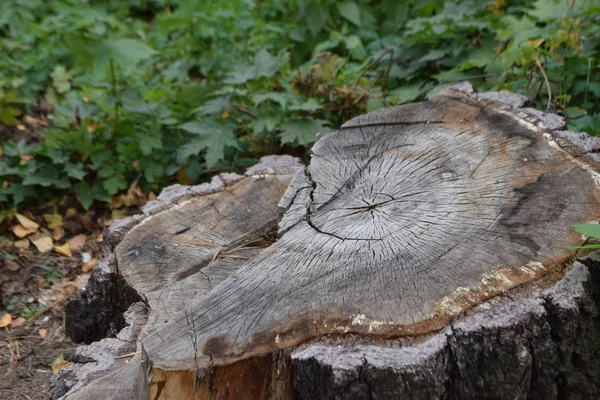 ağaç gövdesi, ahşap doku Close-up