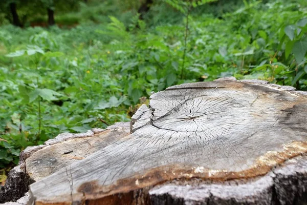 ağaç gövdesi, ahşap doku Close-up