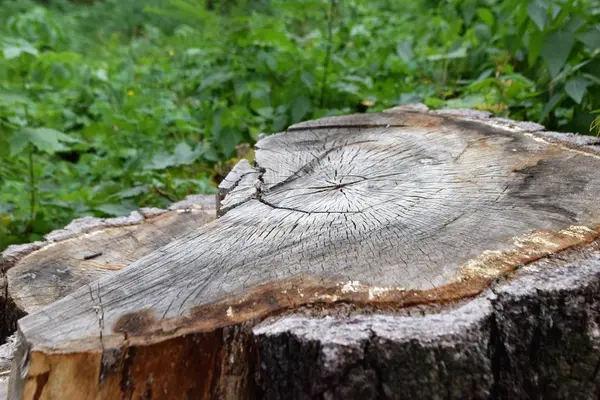 ağaç gövdesi, ahşap doku Close-up