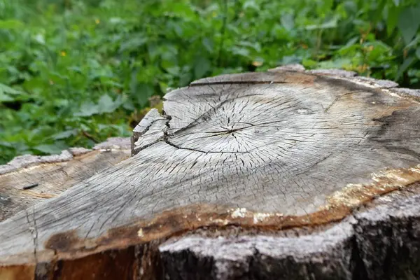 Zbliżenie Pnia Drzewa Drewniane Tekstury — Zdjęcie stockowe
