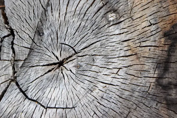 ağaç gövdesi, ahşap doku Close-up