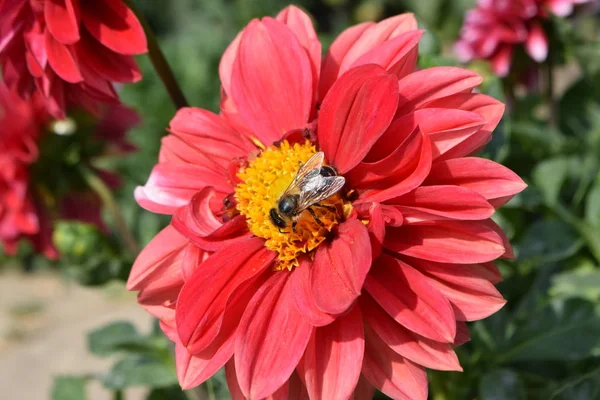 Detail Bee Červená Dahlia Selektivní Ostření — Stock fotografie