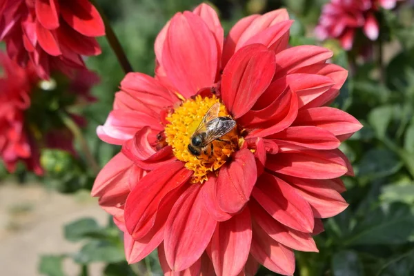 Крупным Планом Пчелы Красной Георгине Избирательный Фокус — стоковое фото