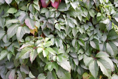 Yabani üzüm yapraklarının yakın çekim