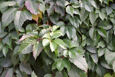 bitkiler ile yeşil duvar