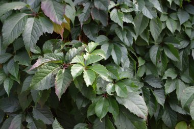 bitkiler ile yeşil duvar