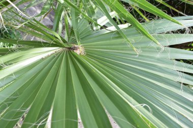 Palmiye yaprakları dokusu